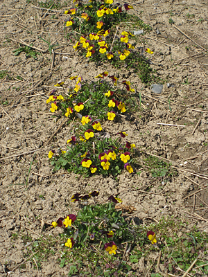 pansy mulched